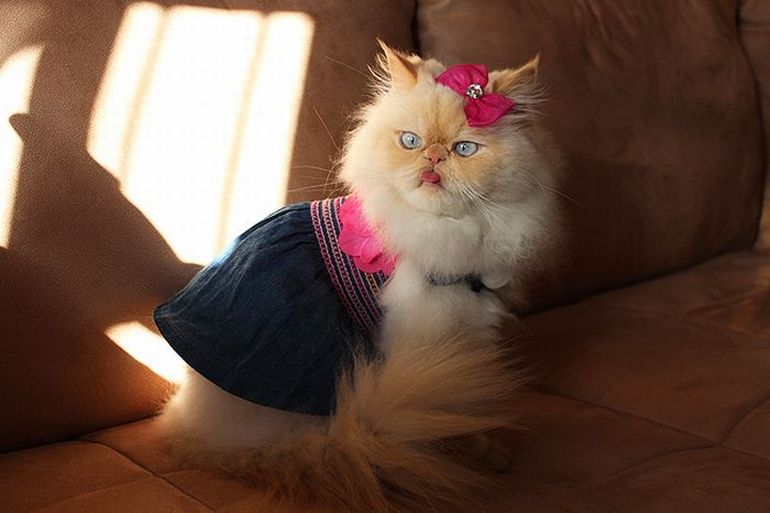 Кошечка в прозрачном белье - 16 фото