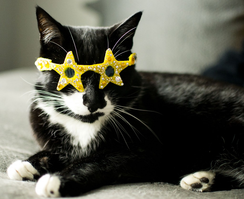 Кошка В Очках Фото