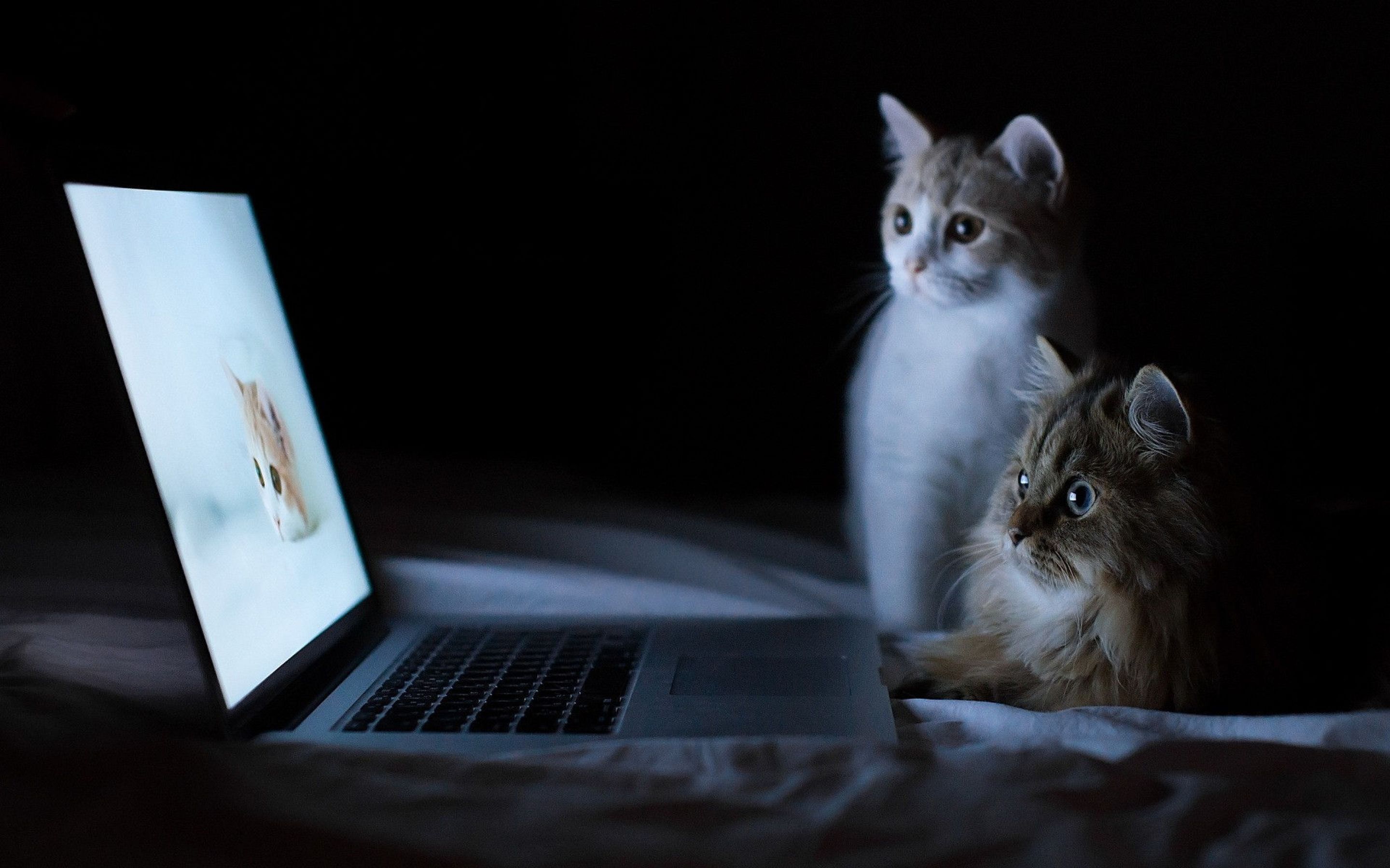 Обои на ноутбук котики. Кошки на рабочий стол компьютера. Кошка и компьютер. Кот с ноутбуком. Котенок за компьютером.
