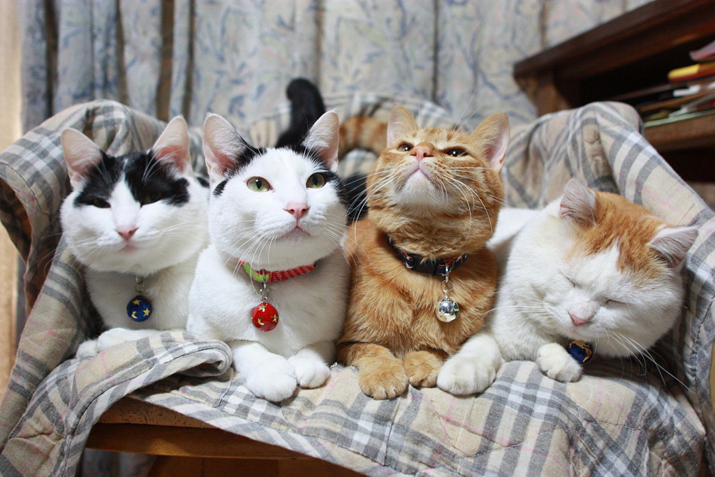 День котиков в россии. Японский кот Широнеко. Счастливая кошка. День кошки в Японии. Котики вместе.