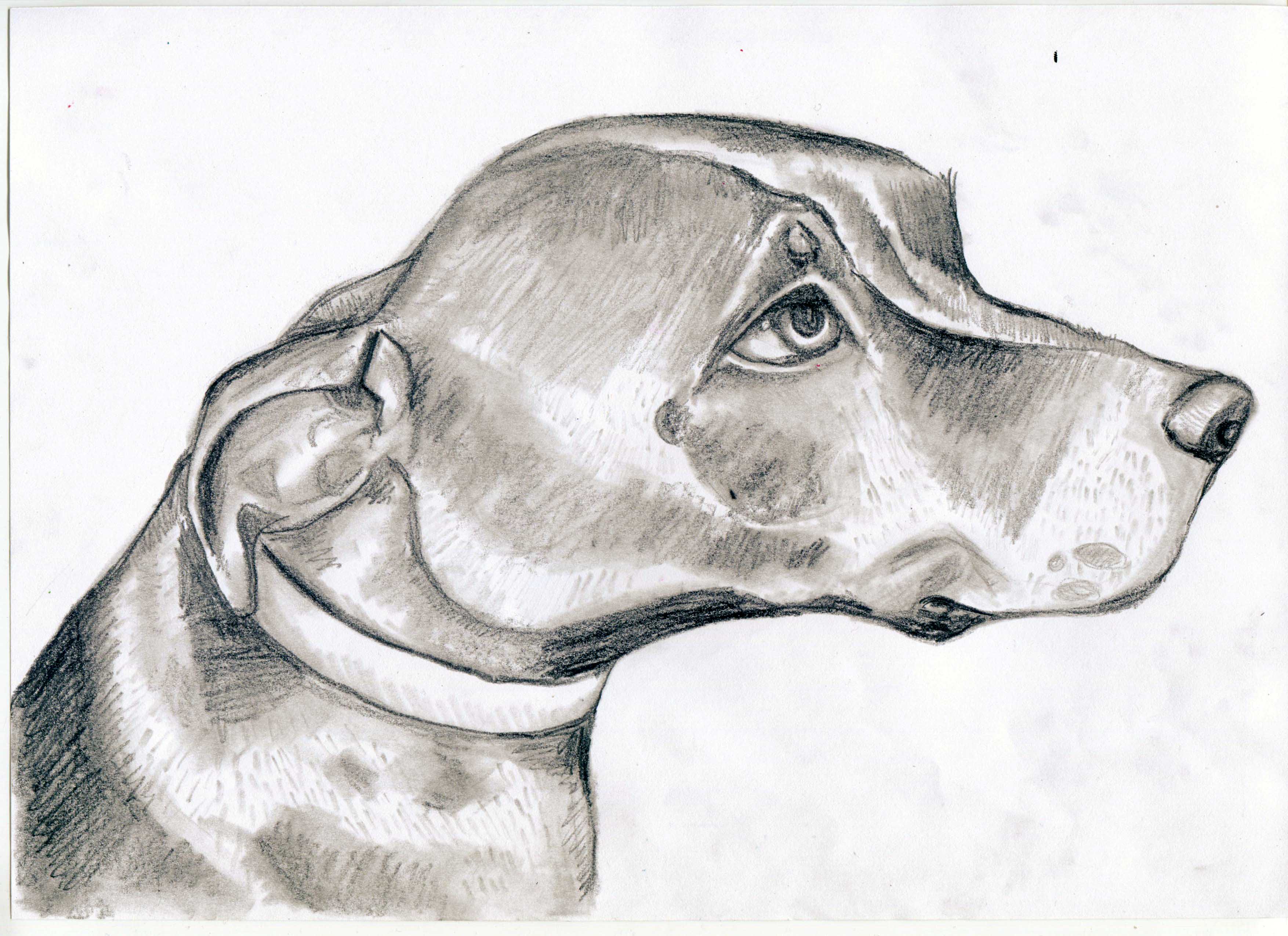 Нарисовать животных простым карандашом. Собака рисунок. Животные карандашом. Рисунки животных карандашом. Собака карандашом.