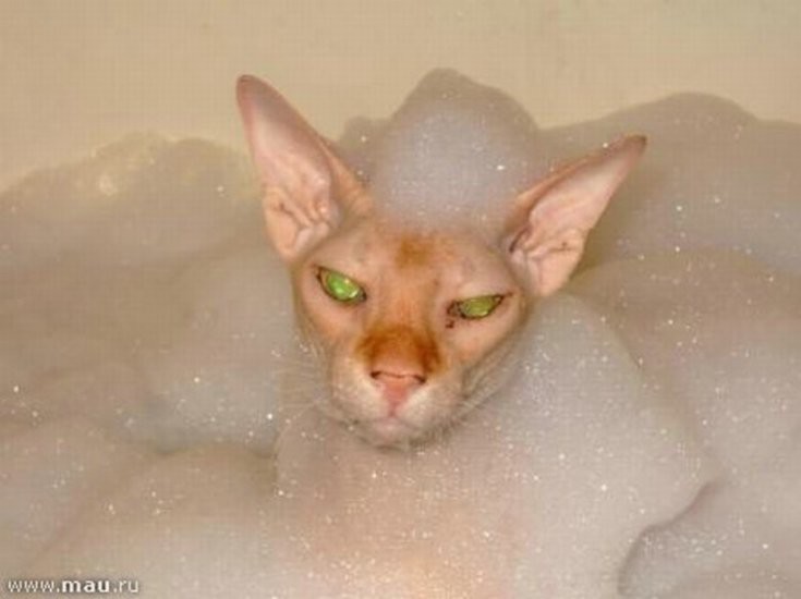 Бреют кис. Мокрый сфинкс. Мокрая кошка. Лысые кошки в ванне. Мокрые коты.
