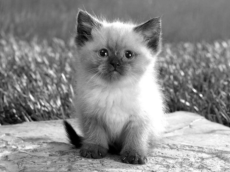 Черно-белый кот на черно-белом фоне