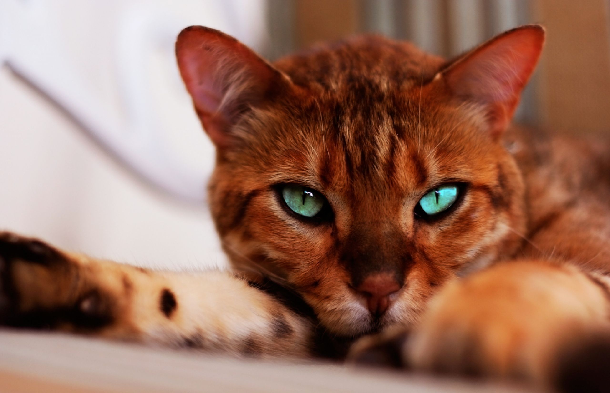 Рыжие породы кошек с фотографиями. Бенгальский кот. Рыжий бенгальский кот. Рыжий кот бенгал. Серенгети порода кошек рыжие.
