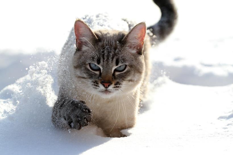 Snow cats.