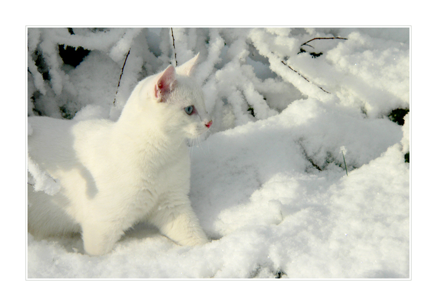 Белый кот на снегу скачать