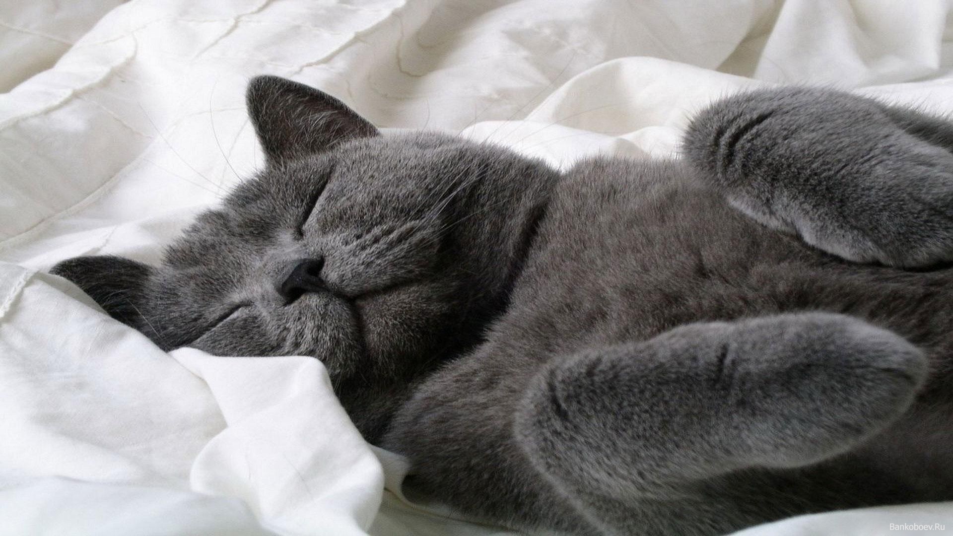 Поспи картинки. Спящий кот. Спящие котики. Сонный котик.