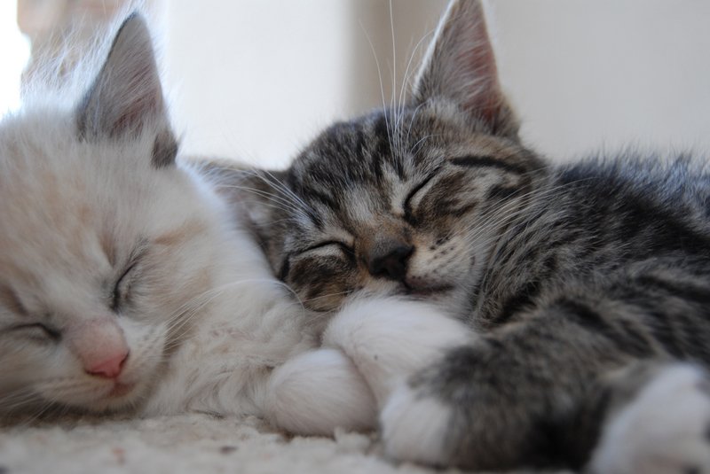 Они все меня хотят как телочки котят. Спящие котята. Котики спят вместе. Милые котики.