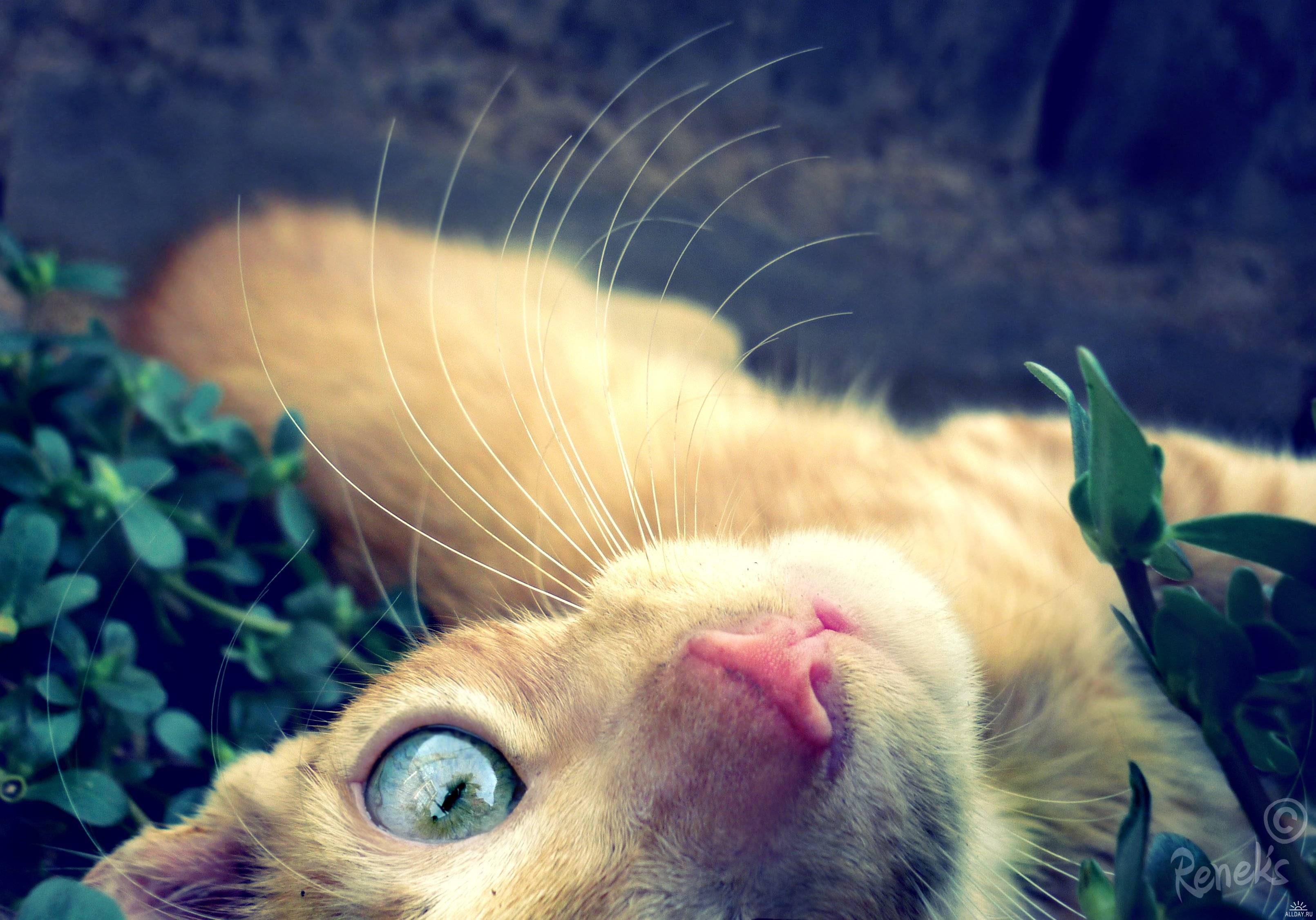 природа животные кот глаза рыжий бесплатно