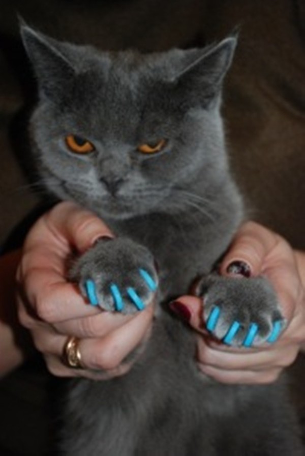 Накладные ногти для кошек фото
