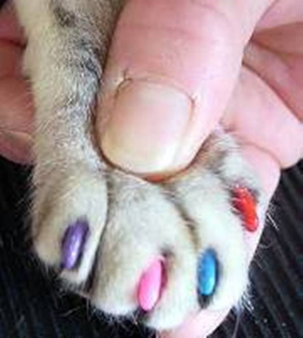 Ногти как у кошки. Кошка на ногтях.