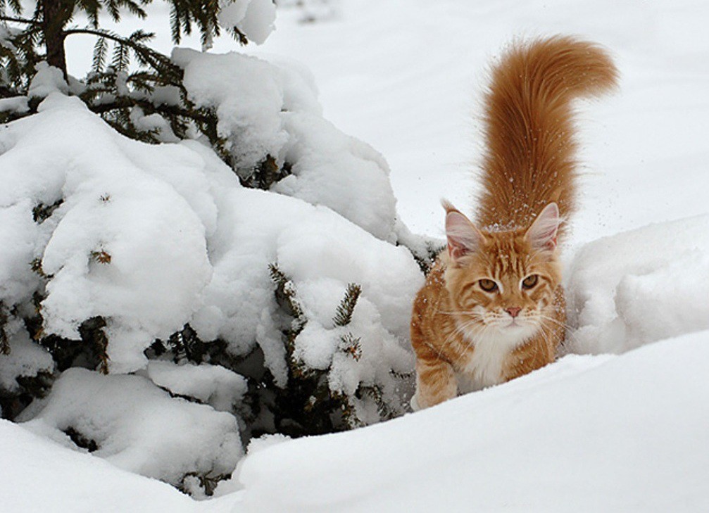 Зимние коты | Лолкот.Ру